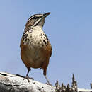 Achétopse à flancs roux