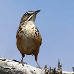 Achétopse à flancs roux