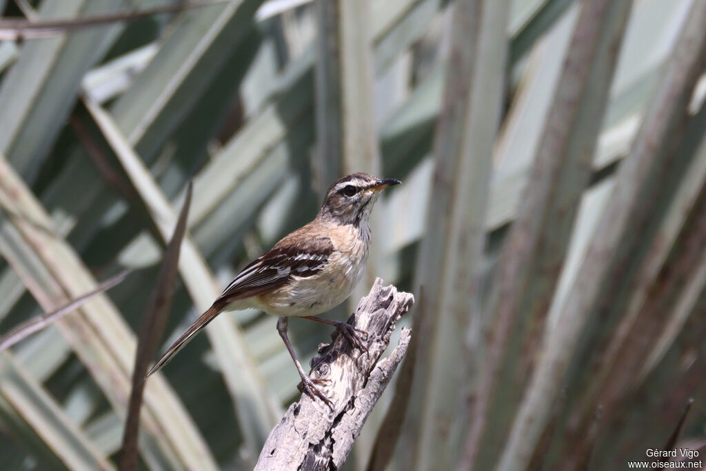 Agrobate à dos roux