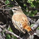 Agrobate du Kalahari