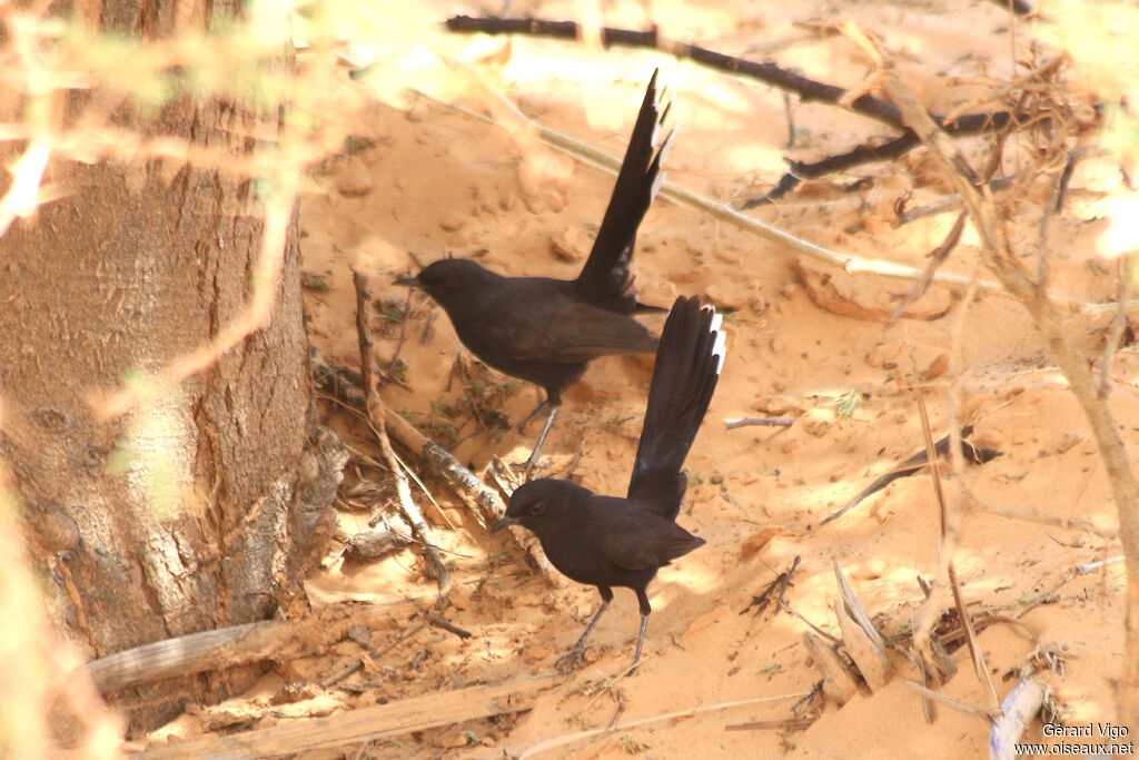 Black Scrub Robinadult