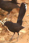 Black Scrub Robin