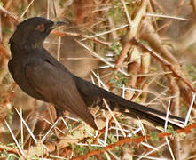 Black Scrub Robin