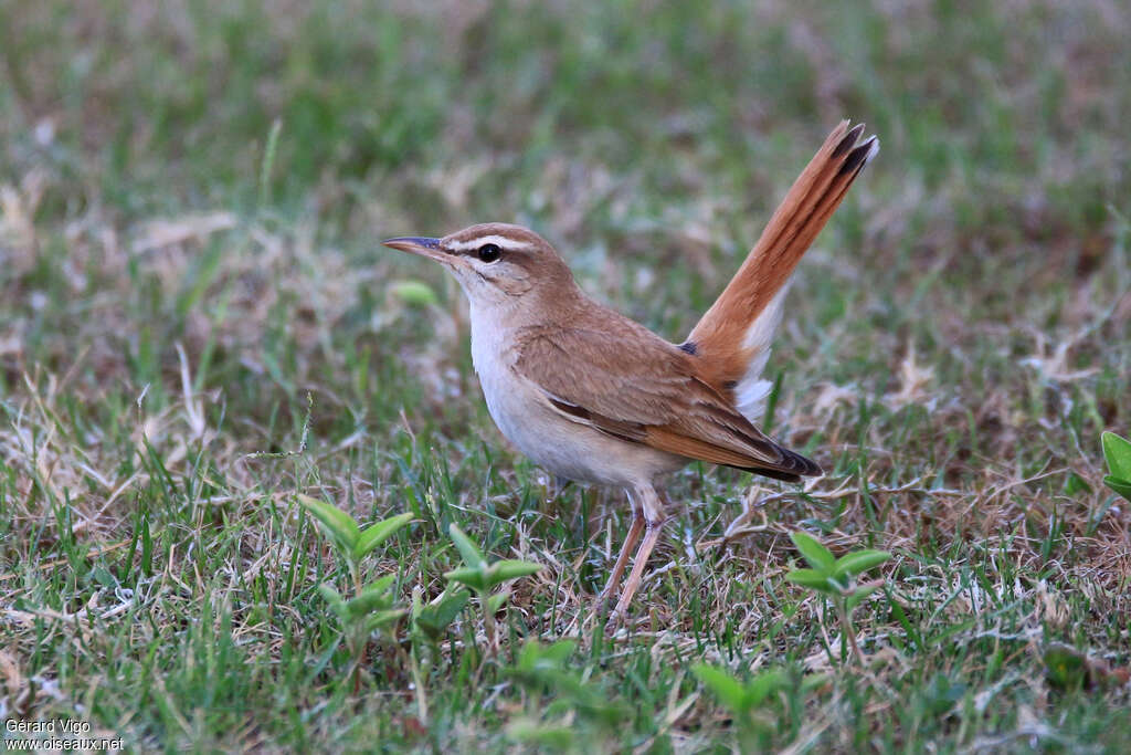 Rufous-tailed Scrub Robinadult