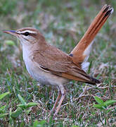 Rufous-tailed Scrub Robin