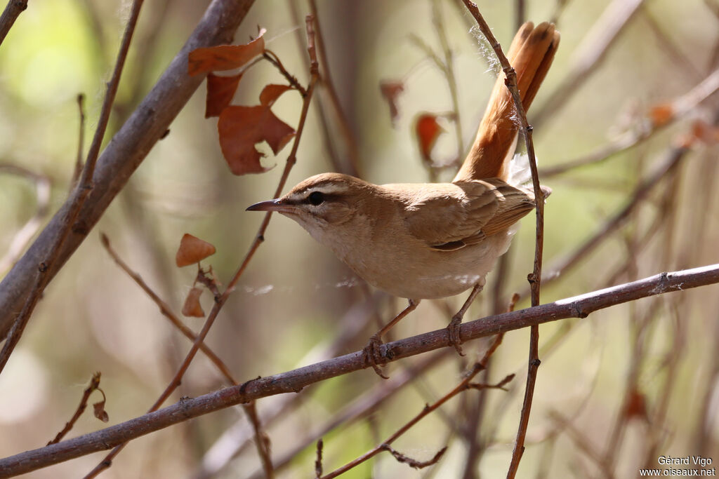 Rufous-tailed Scrub Robinadult