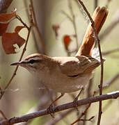 Rufous-tailed Scrub Robin