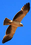 Booted Eagle