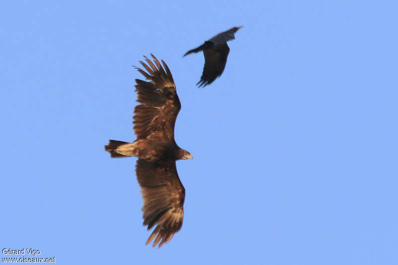 Greater Spotted Eagleadult, moulting, Flight, Behaviour