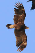 Greater Spotted Eagle