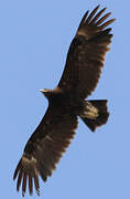 Greater Spotted Eagle