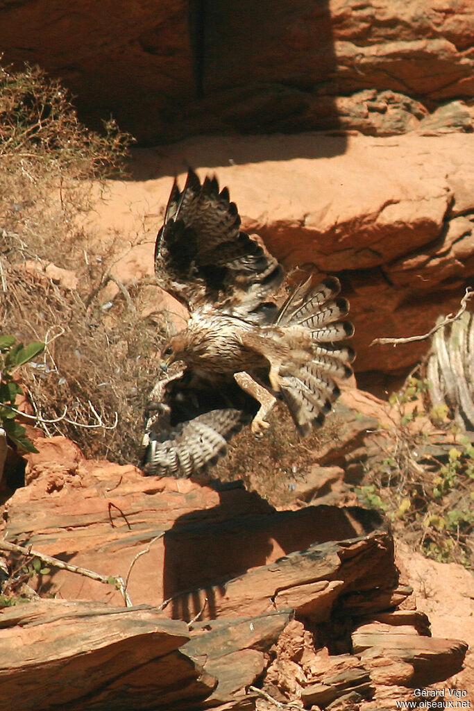 Bonelli's Eagleadult