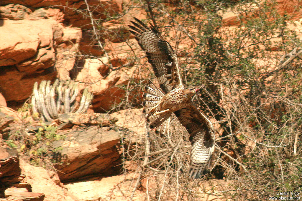 Aigle de Bonelliadulte