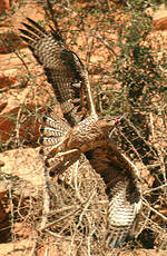 Aigle de Bonelli