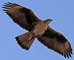 Aigle de Bonelli