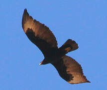 Verreaux's Eagle