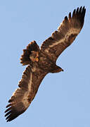 Steppe Eagle