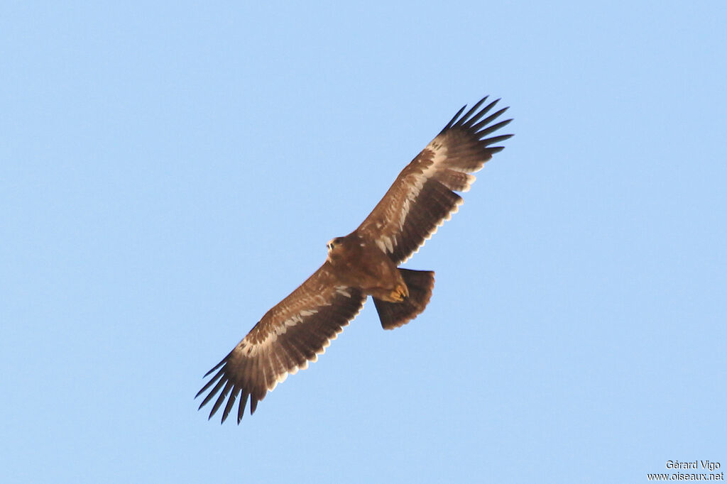 Steppe Eagleadult, Flight