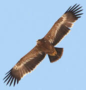 Aigle des steppes