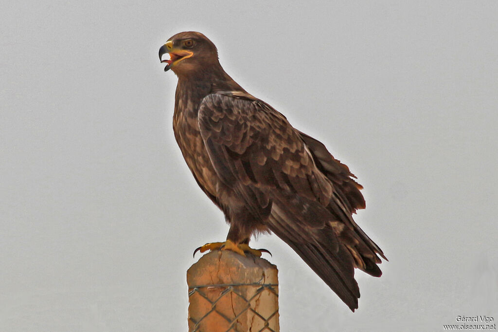 Aigle des steppesadulte