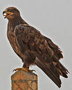 Steppe Eagle