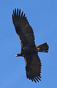 Spanish Imperial Eagle