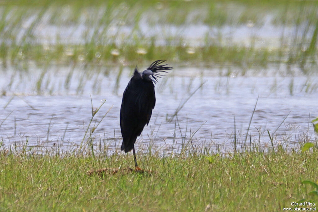 Aigrette ardoiséeadulte