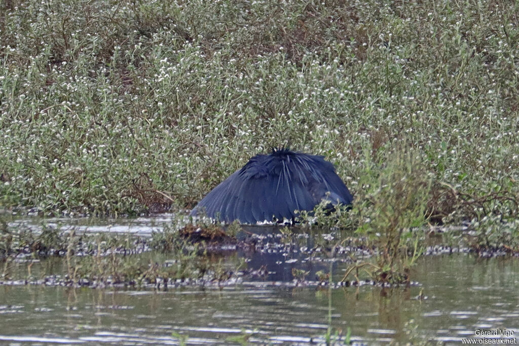 Aigrette ardoisée