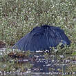 Aigrette ardoisée