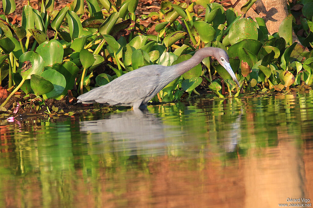 Little Blue Heronadult