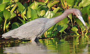 Little Blue Heron