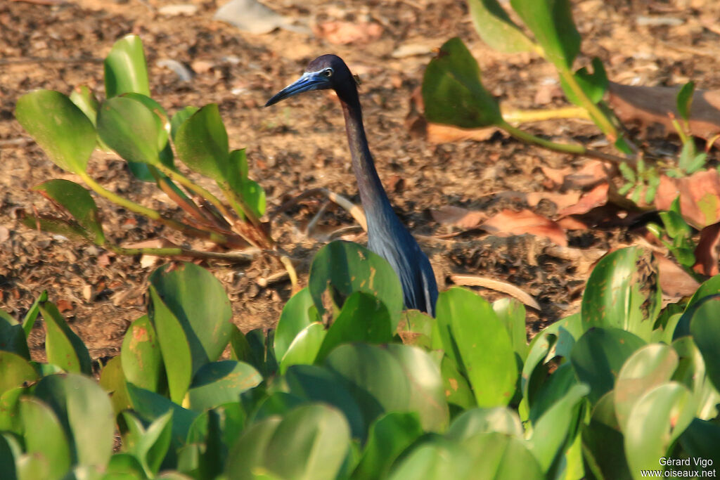 Little Blue Heronadult