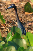 Aigrette bleue