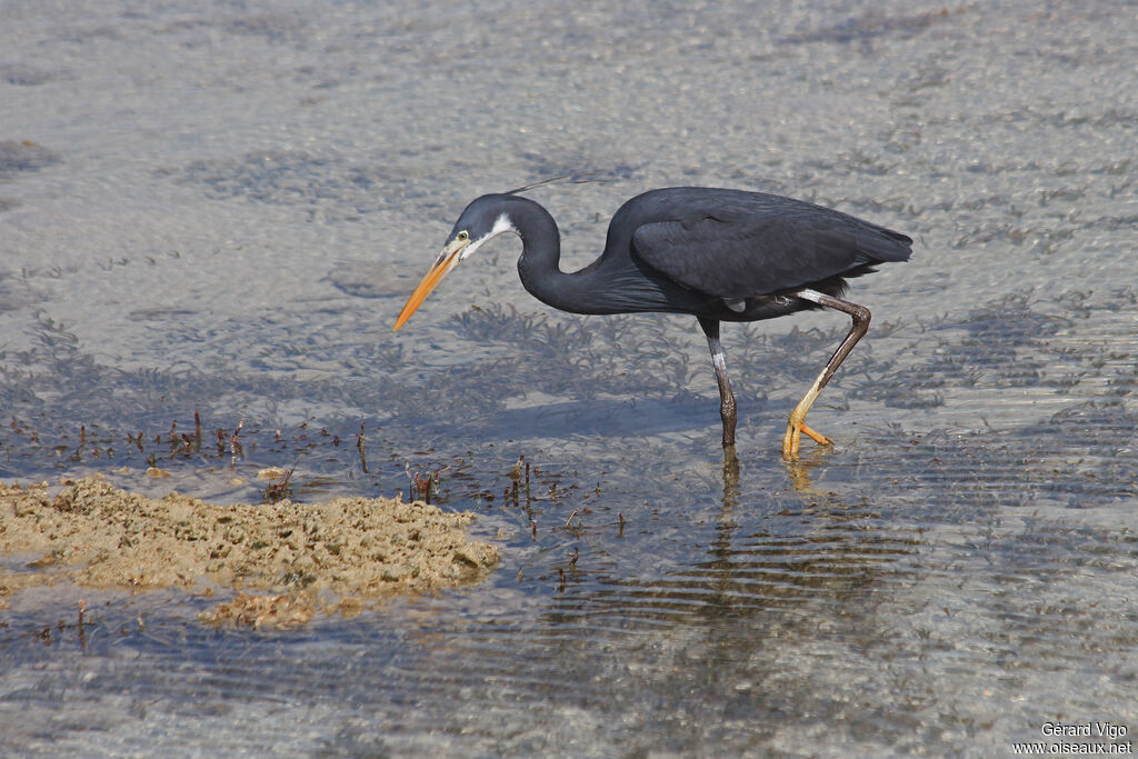 Western Reef Heronadult breeding