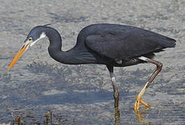 Western Reef Heron