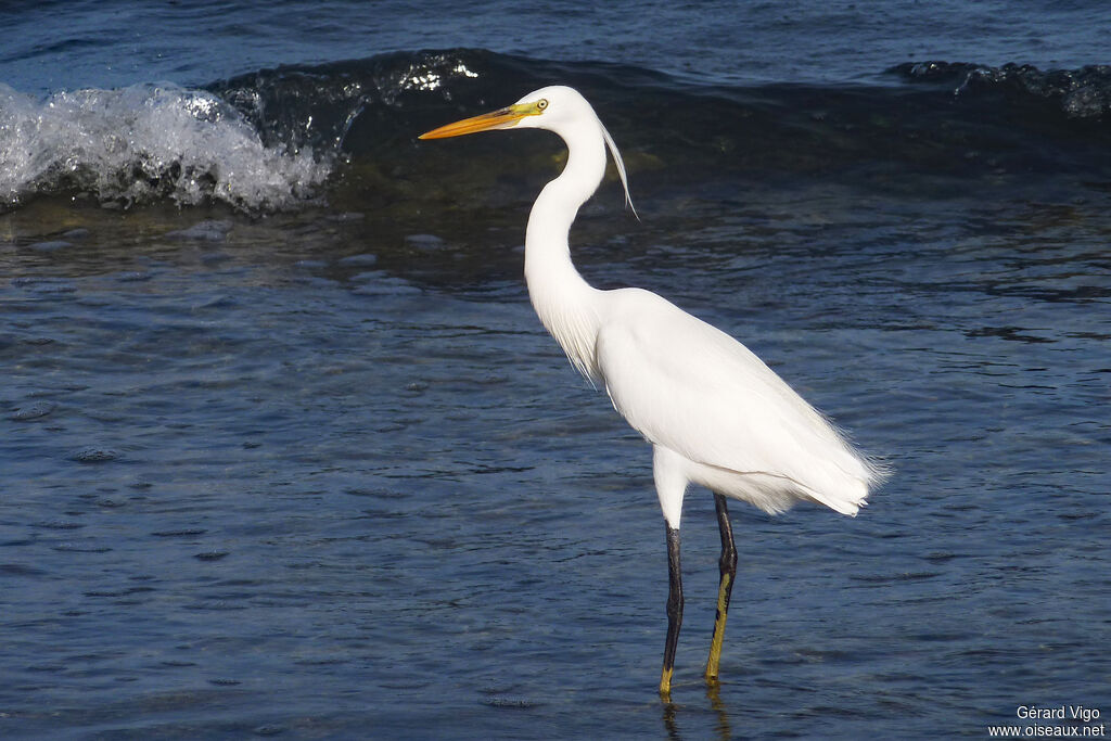 Aigrette des récifsadulte nuptial