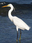 Aigrette des récifs