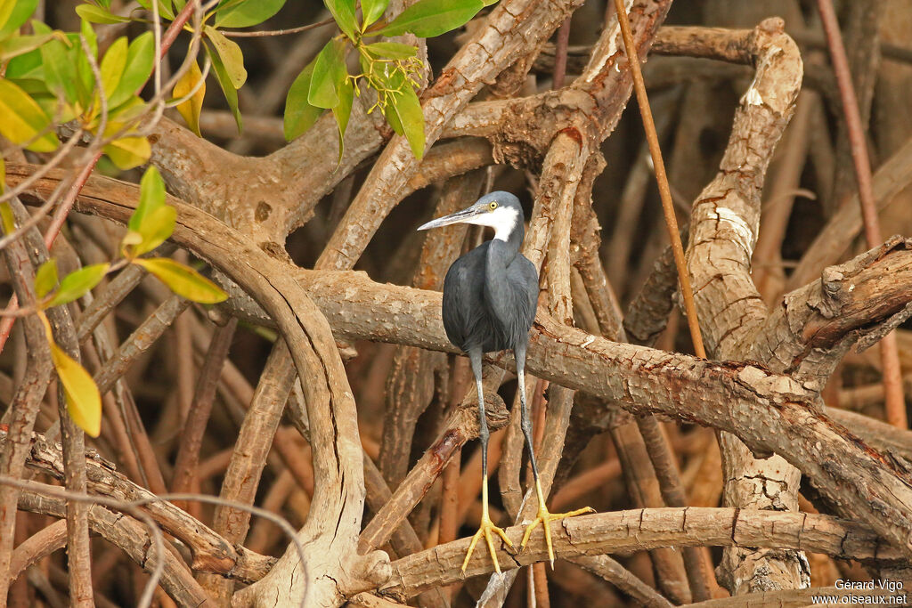 Western Reef Heronadult