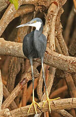 Aigrette des récifs