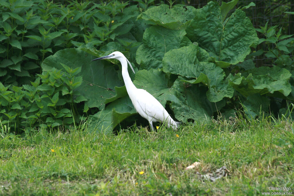 Aigrette garzetteadulte