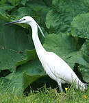 Aigrette garzette