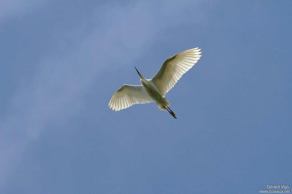 Little Egretadult, Flight