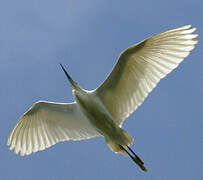 Aigrette garzette