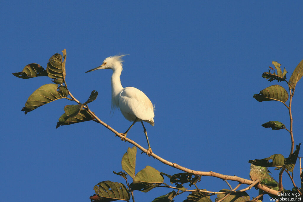 Snowy Egretadult