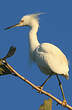 Aigrette neigeuse