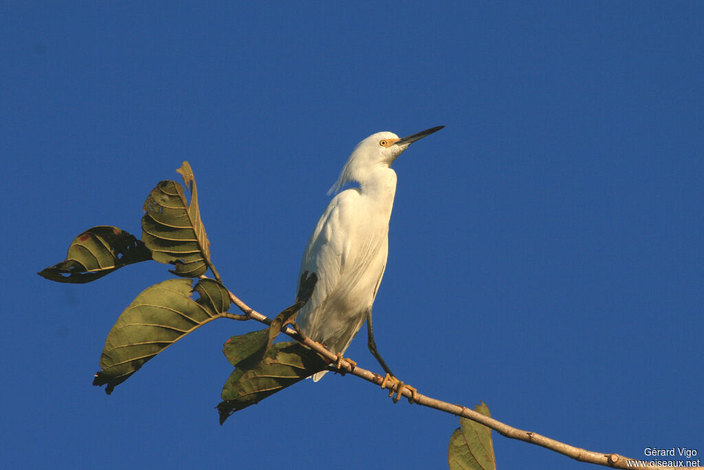 Aigrette neigeuseadulte