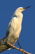 Aigrette neigeuse