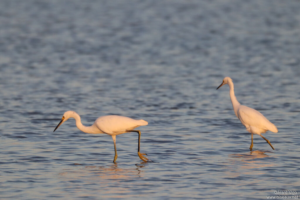 Aigrette neigeuse