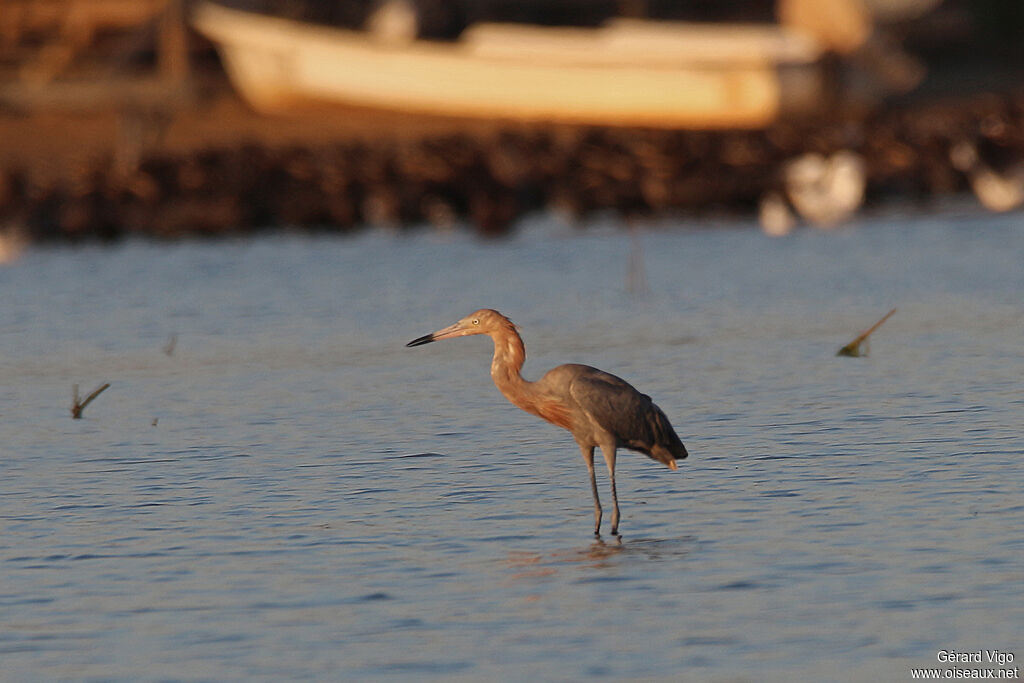 Reddish Egretadult