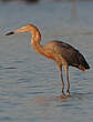 Aigrette roussâtre